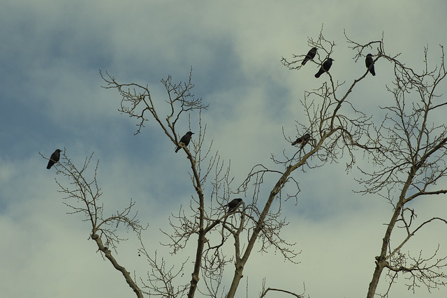 20210209 Crows Gathered in a Tree
