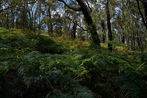 sony alpha a7 a7ii zeiss batis batis240cf 40mm wa westernaustralia au australia perth jarrahdale hills darlingscarp forest woods trees ferns nature outside rural landscape green