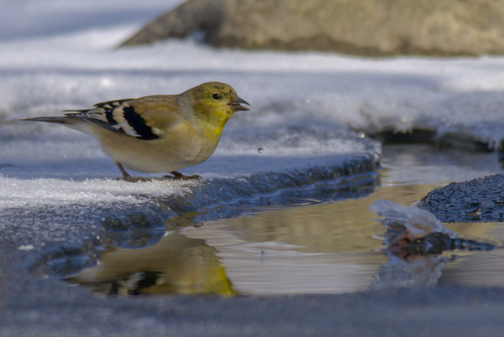 American Goldfinch | River's Edge | Early Morning Light