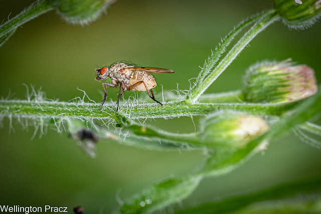 COENOSIA ATTENUATA FLY - EXPLORE # 4