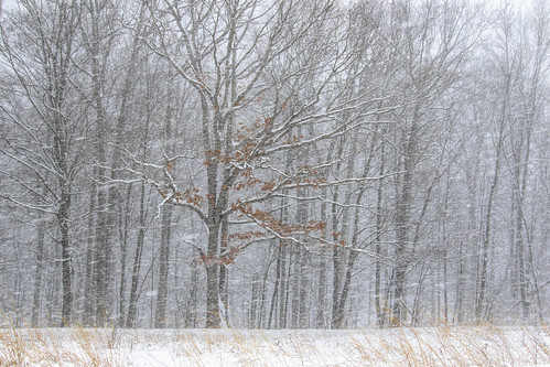 2021 february kevinpovenz westmichigan michigan ottawa ottawacounty ottawacountyparks outdoors outside grandravinesnorth snow snowing snowy snowstorm canon7dmarkii canon sigma sigma24105art winter weather whote tree trees woods forest winterscene landscape