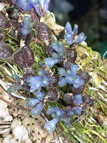 Dendrobium leucocyanum | by Mikhails_Nature_Shots