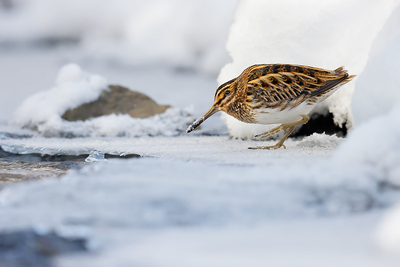 Lymnocryptes minimus | Jack Snipe | dvärgbeckasin