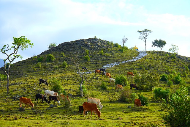 Cows eating grass on a green pasture surrounded by rocky mountain