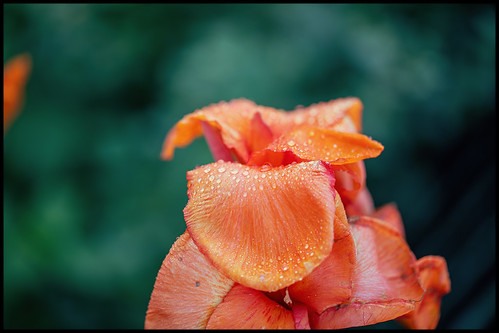 orange flower orangeflower lily canna cannalily orangecannalily garden