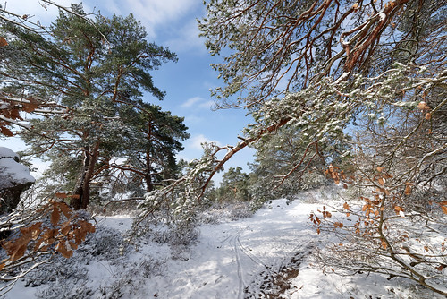 snow forest winter landscape fontainebleau nature travel pine tree pentax pentaxart pentaxk1