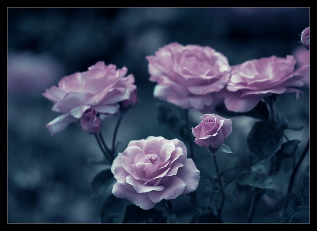 Puedes quejarte de que la rosa tiene espinas, o alegrarte de que las espinas vayan acompañadas de rosas.