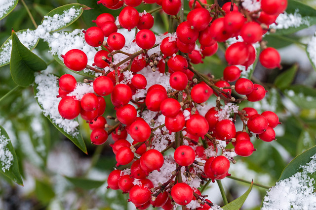 Red berries and snow