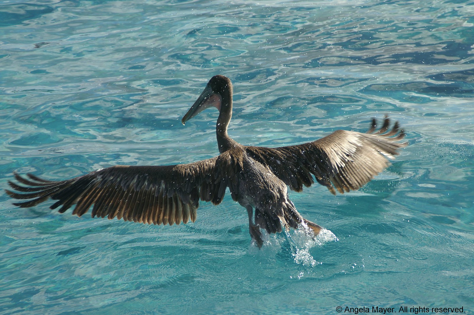 Pelican splashing water