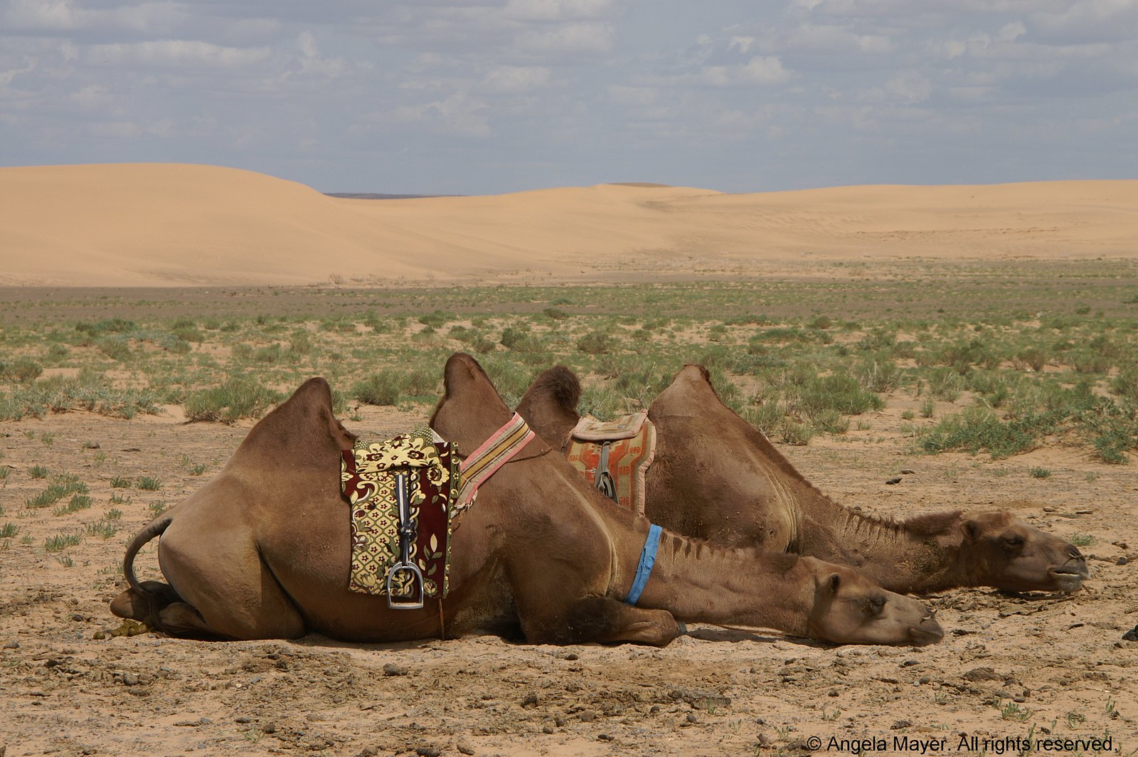 Tired camels