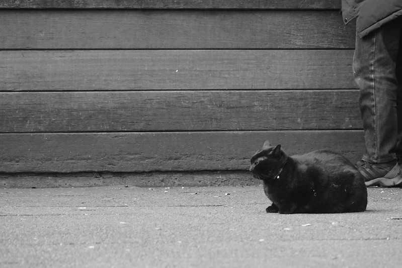 08Sony α7Ⅱ+TAMRON 28 200mm f2 8 5 6 RXD+Black Mist東池袋中央公園の猫だまり 黒