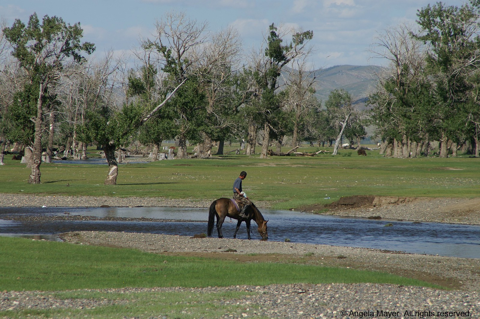Creek with Mongolian Horse