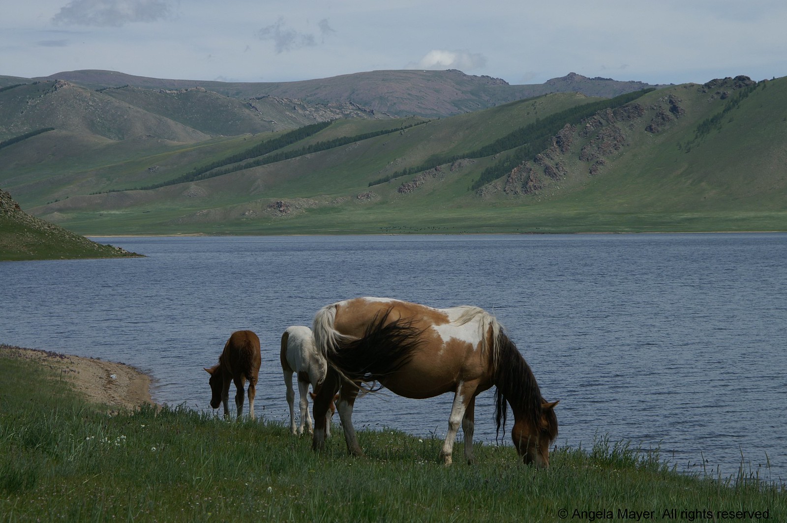 Horses at the White Lake