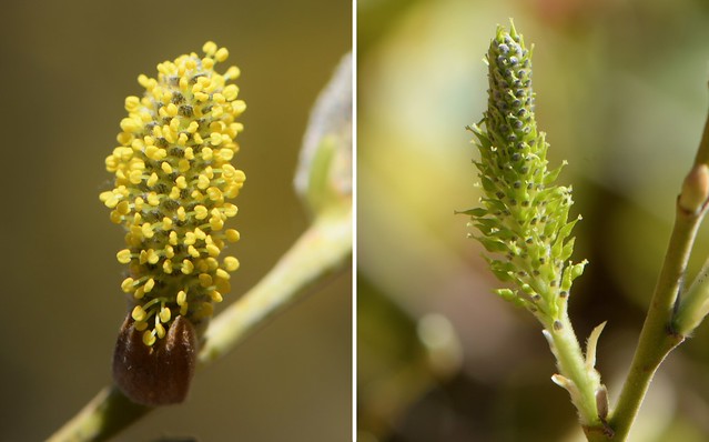Male and female catkins of Arroyo Willow
