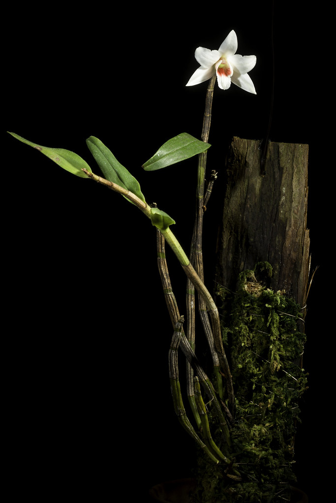 Dendrobium trankimianum T.Yukawa, Ann. Tsukuba Bot. Gard. 23: 21 (2004)
