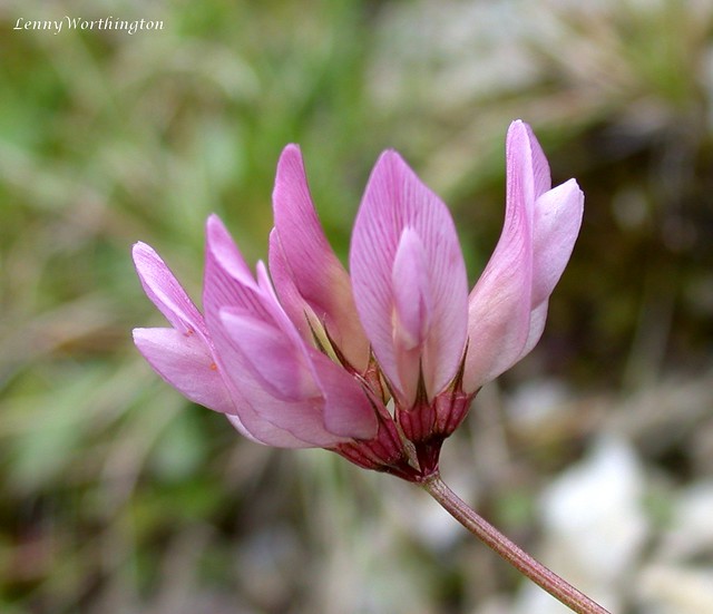 Alpine Clover Trifolium alpinum Fabaceae