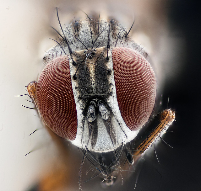Tiny crushed fly, face_2020-11-02-19.07.31 ZS PMax UDR
