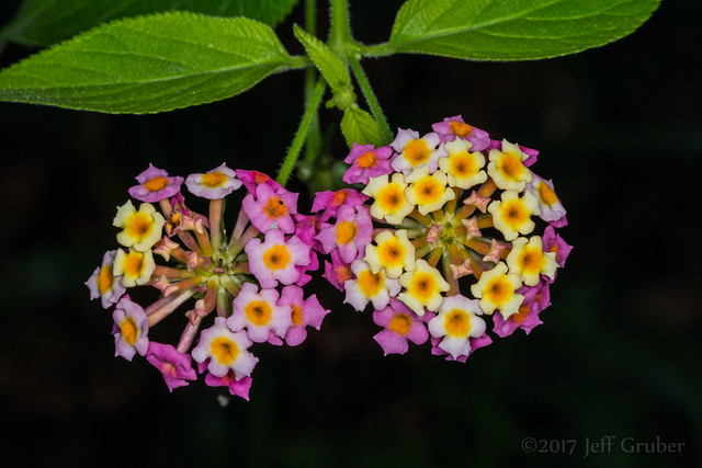 Flower (Lantana camara)