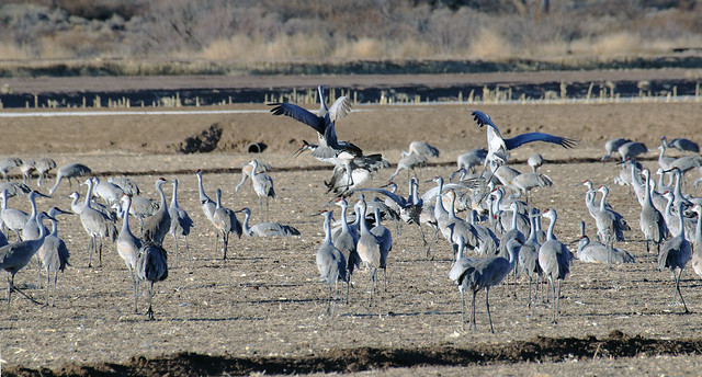 Dance Leaps -- Sandhill Cranes (Grus canadensis); Ladd Gordon Waterfowl Complex, Bernado, NM [Lou Feltz]