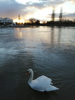 Swans in sunset