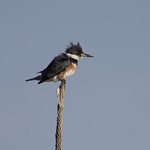 Belted kingfisher Spirit-of-the-wild WMA