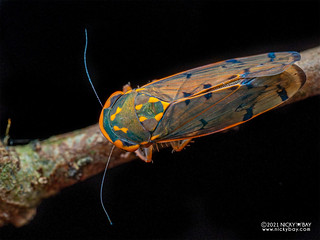 Leafhopper (Cicadellidae) - P2074006