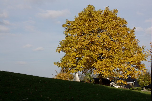 The walnut tree
