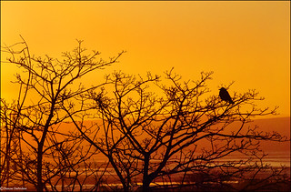 Crow at Dawn