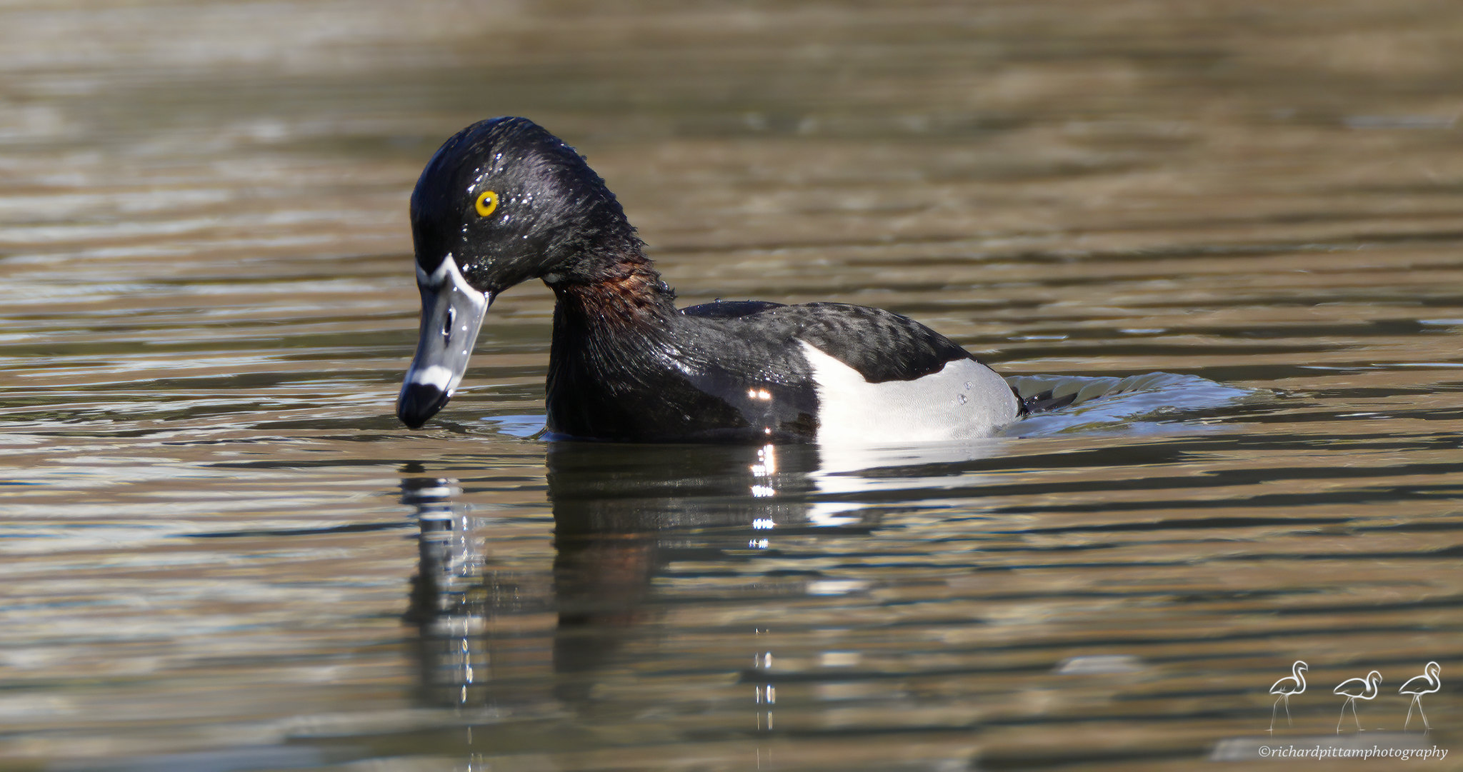 Ring-necked Duck - messing with zoom function - not enough shutter speed here, but just to show the 'ring' on the neck.