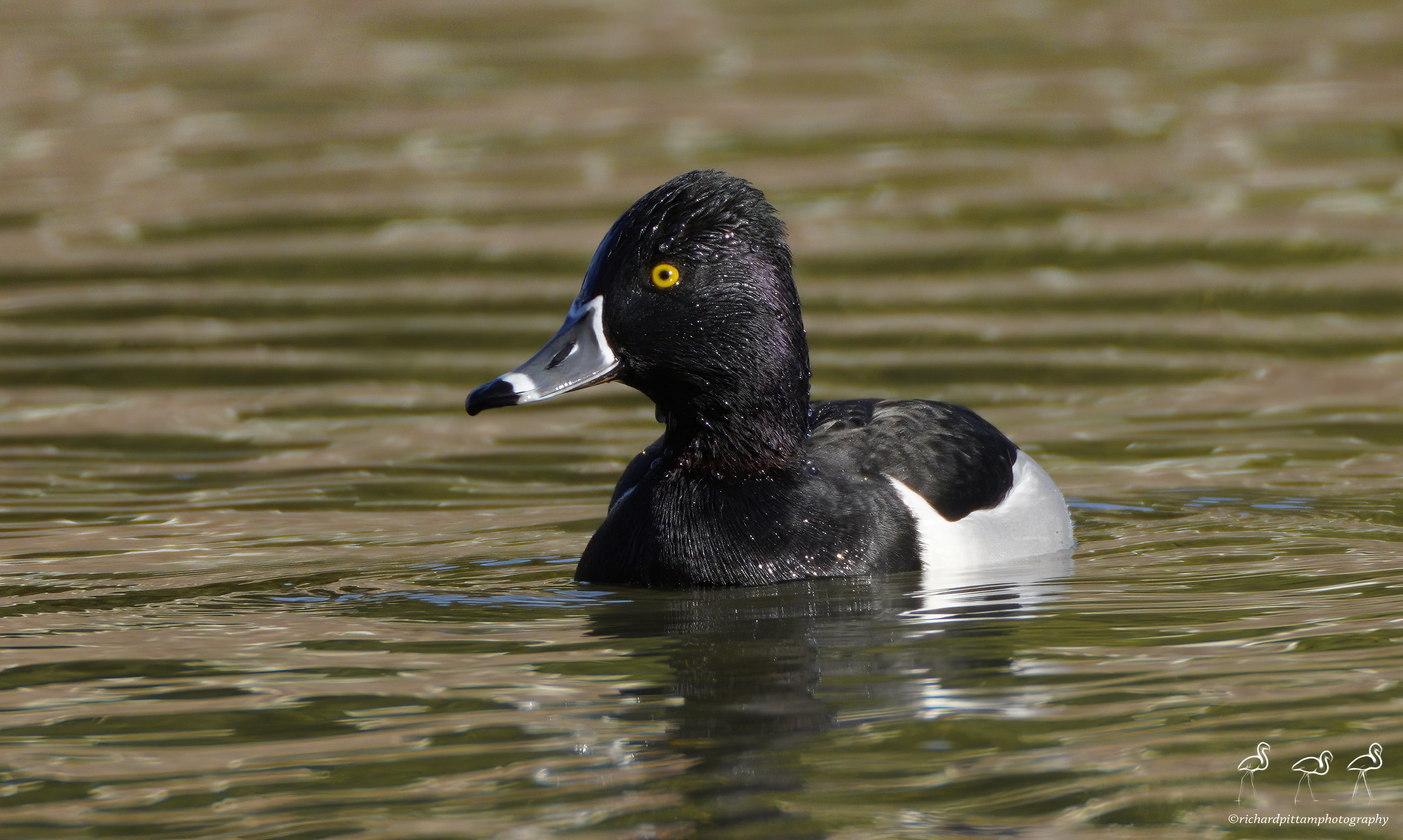 Ring-necked Duck - messing with zoom function