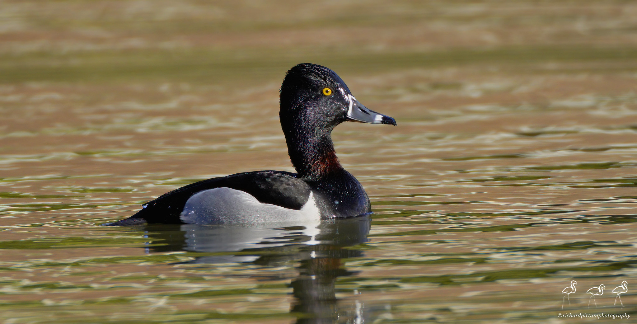 Ring-necked Duck - messing with zoom function