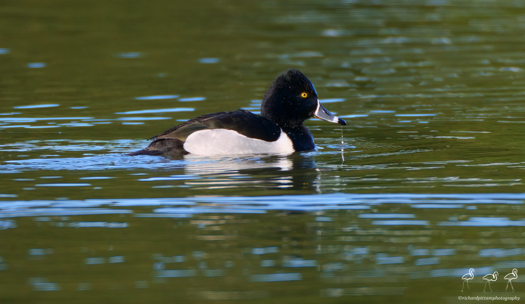 Ring-necked Duck - always diving, in very challenging strong winter light.