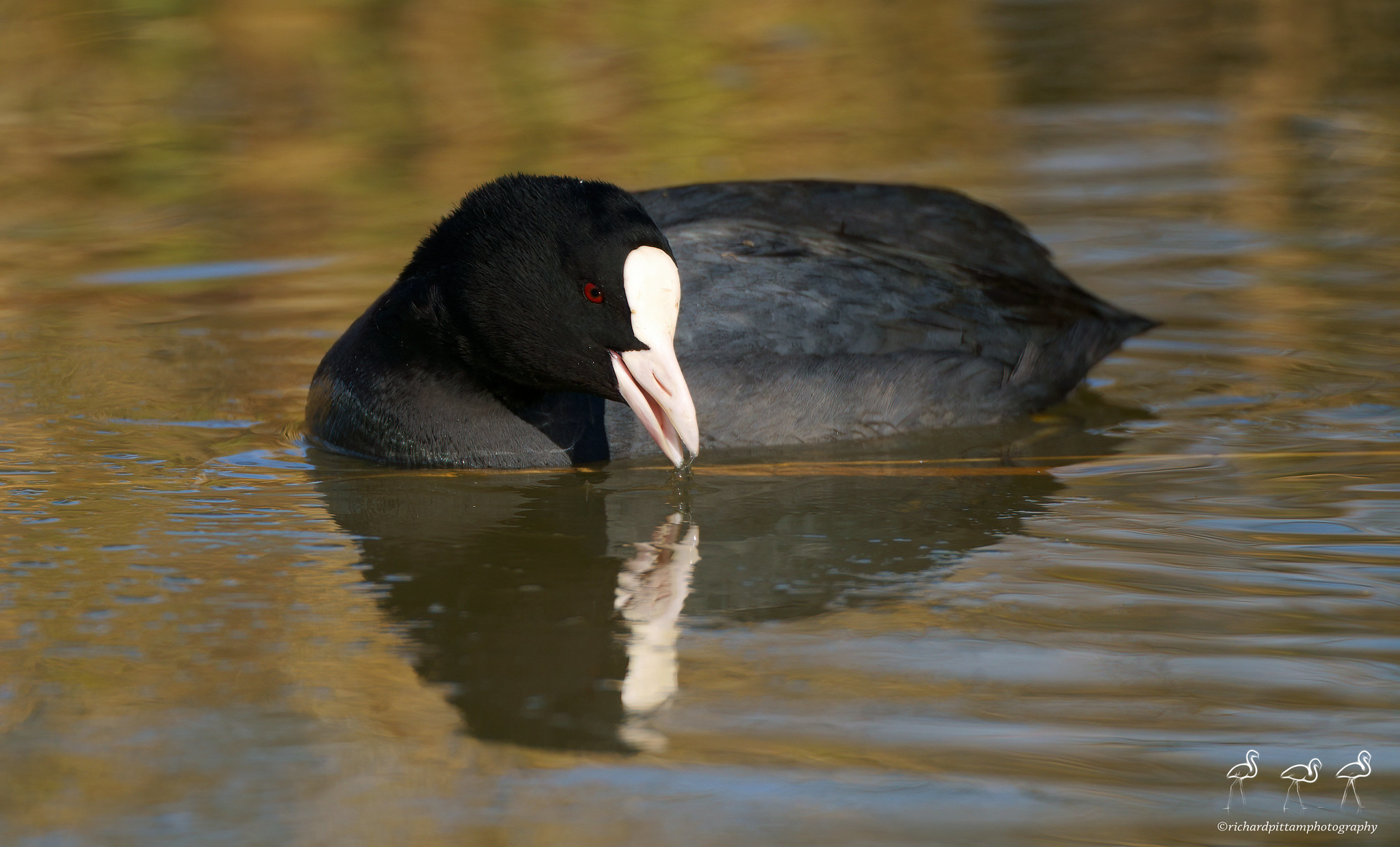 Coot on ice