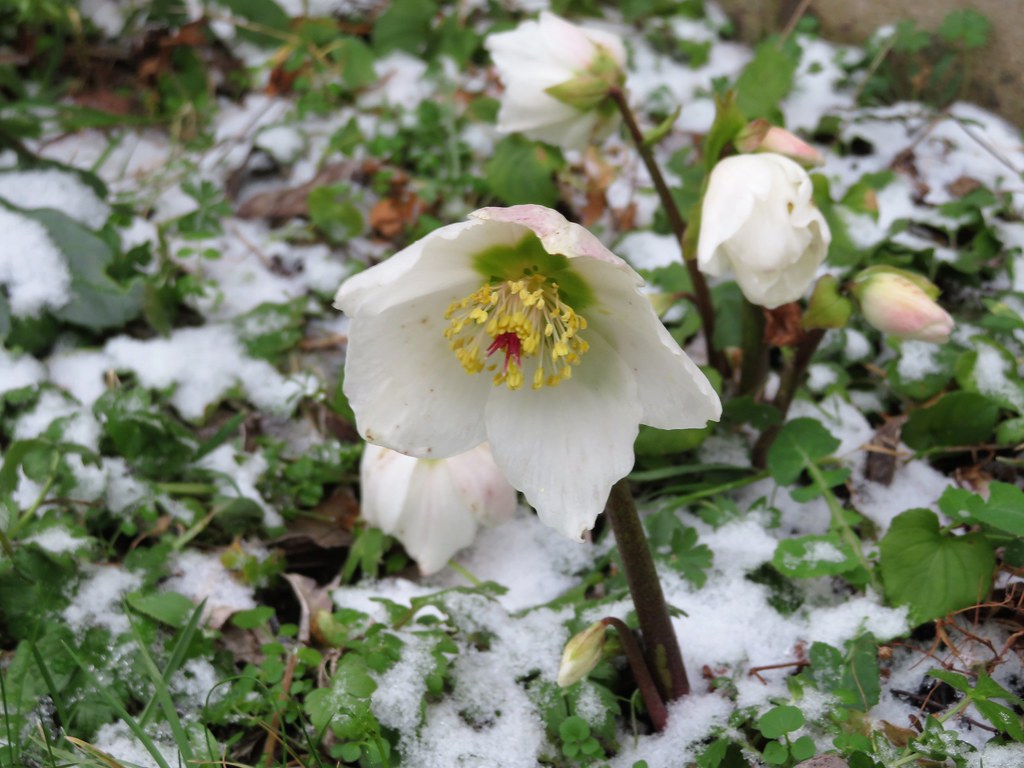 Mes hellébores sous la neige. My Christmas roses in the sn… | Flickr