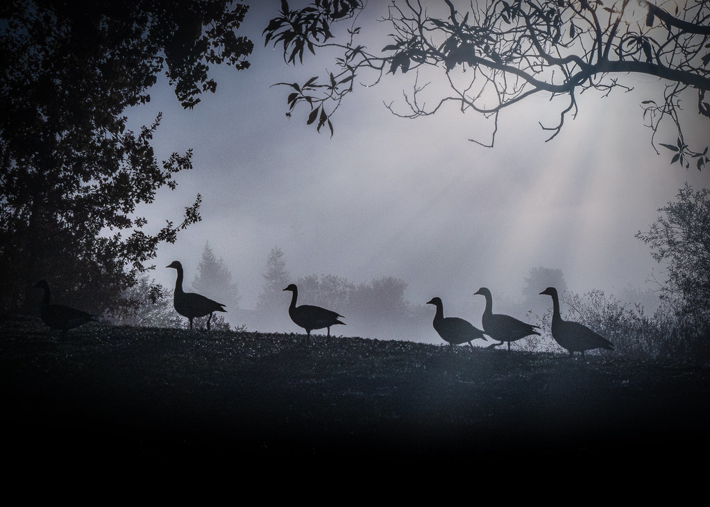Morning Geese Walk at Quarry Lakes