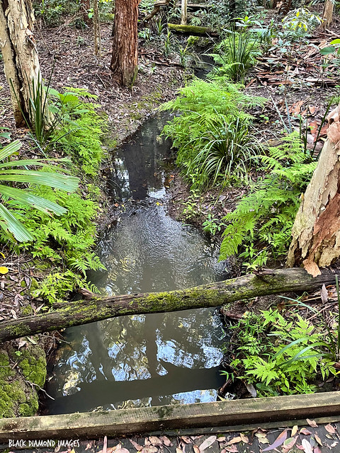 Pteris tremula -Tender Brake, Soft Bracken, along Main Arm Creek (formerly Bangalow Creek), Raintrees Native and Rainforest Gardens, Diamond Beach, NSW