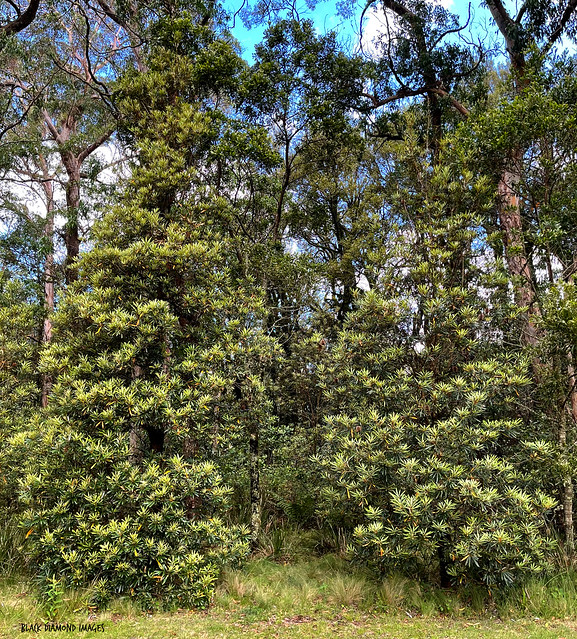 Banksia integrifolia subsp. monticola - Mountain Banksia, White Mountain Banksia