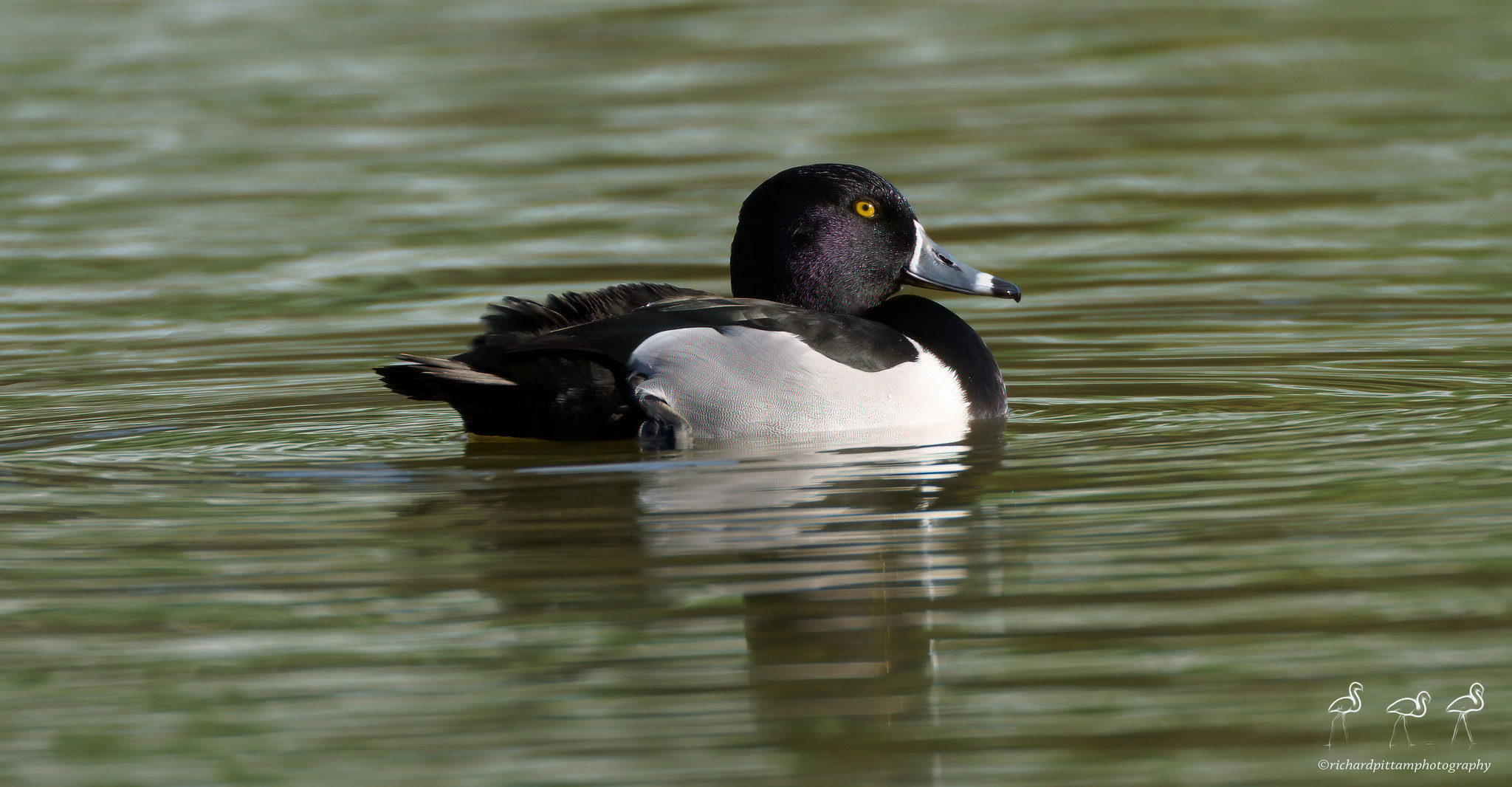 Ring-necked Duck - always diving, in very challenging strong winter light.
