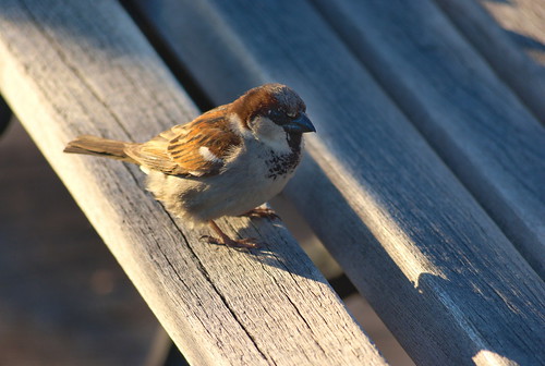 nature bench sparrow bird animal closeup sunset light feather tail wood pattern blur bokeh