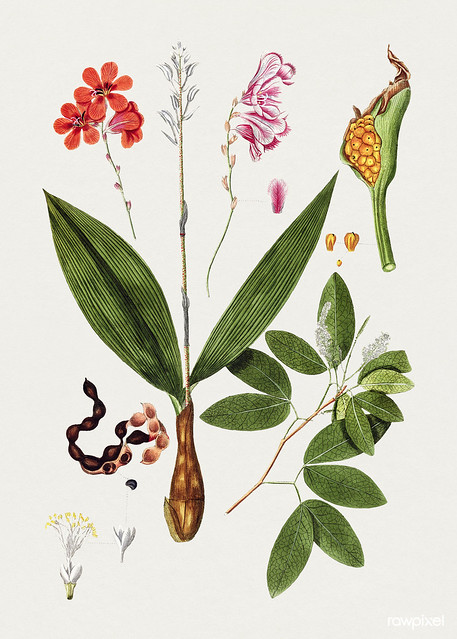Hand drawn flowers and leaves. Original from Biodiversity Heritage Library. Digitally enhanced by rawpixel.