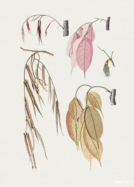 Hand drawn brownea capitella. Original from Biodiversity Heritage Library. Digitally enhanced by rawpixel.