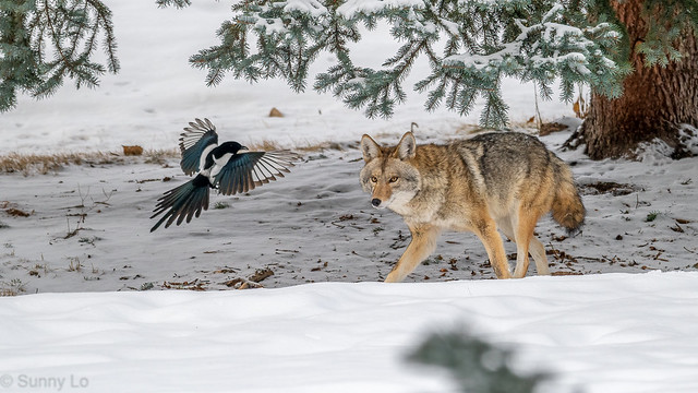 Coyote and the Magpie