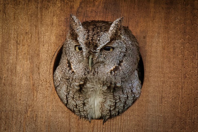 Western Screech Owl.  -   Megascops kennicottii