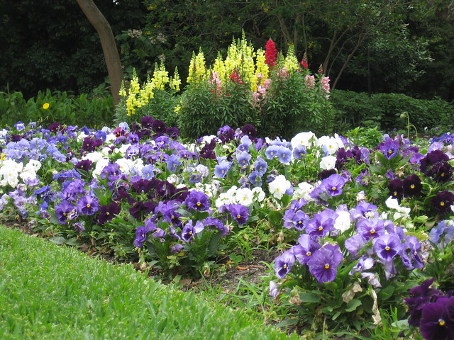 Pansy and Delphinium Plantings - St Kilda Botanical Gardens, St Kilda