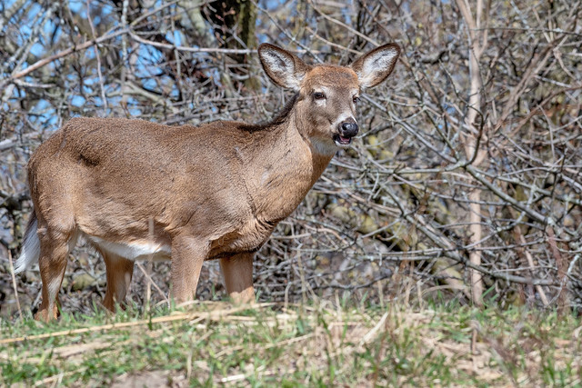 2019 White-tail Deer