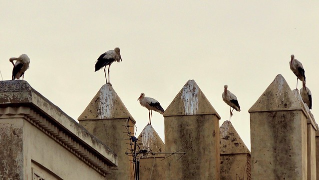 Storks in the old Medina (historical city) of Fez, Morocco