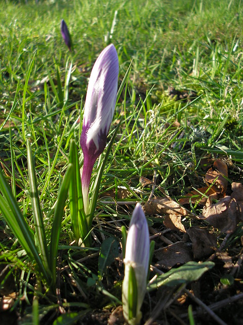 Signs of Spring 037