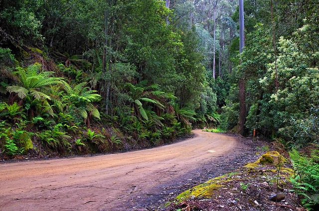 Mount Dobson Road Mount Field National Park Tasmania