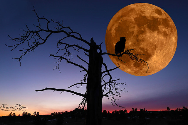 Moon Owl Composite ART