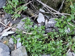 gray snake with black and white stripes within stone and short, green leaves